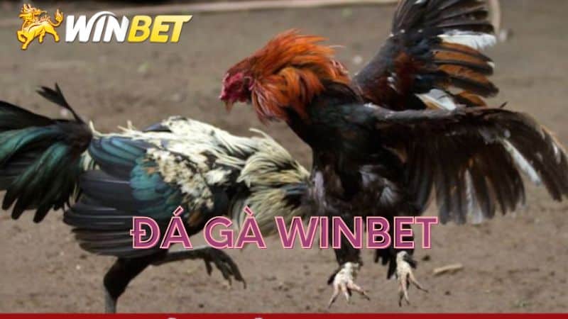 da-ga-winbet